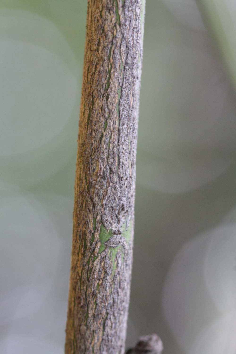 Second - third year twig (Riverside,   CA)       